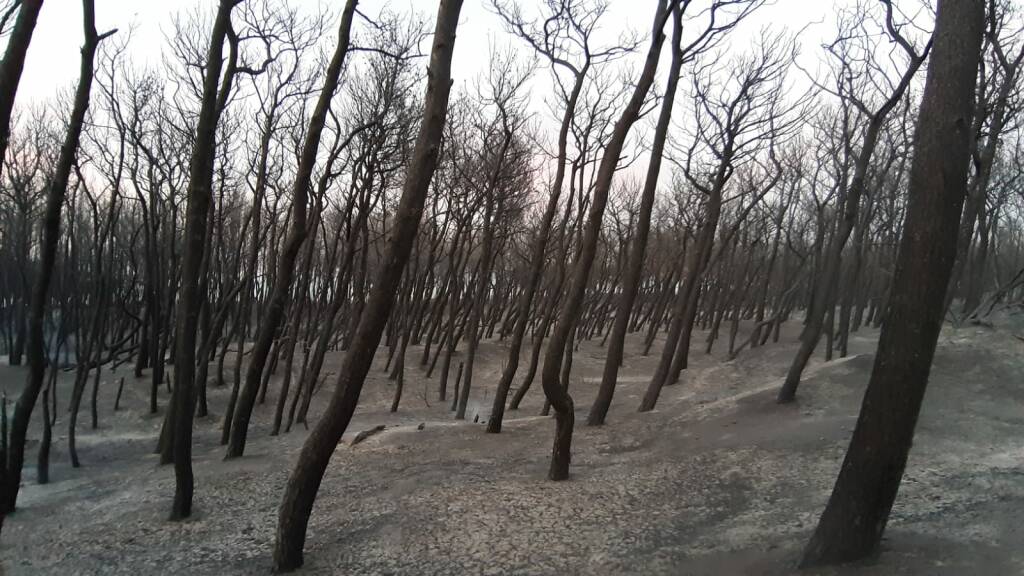 Pineta Campomarino dopo incendio