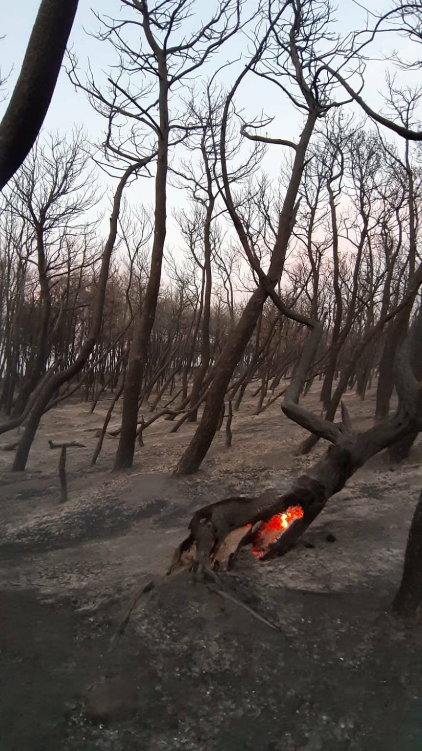 Pineta Campomarino dopo incendio