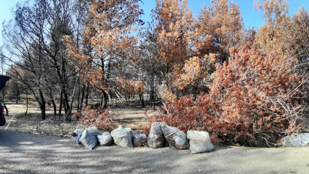 Rifiuti e degrado nella pineta bruciata di Campomarino 