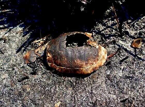 Testuggini Pineta Campomarino incendio tartarughe esplose carapaci