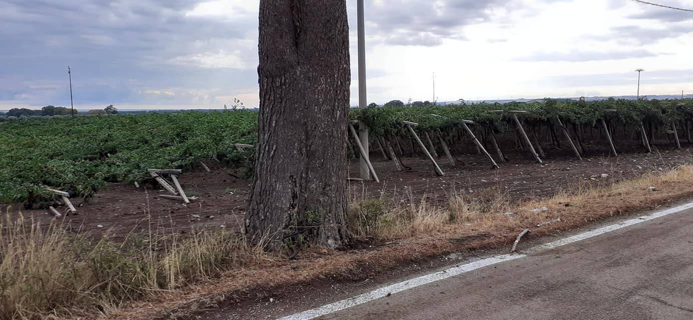 vigneti a terra danni maltempo nuova cliternia