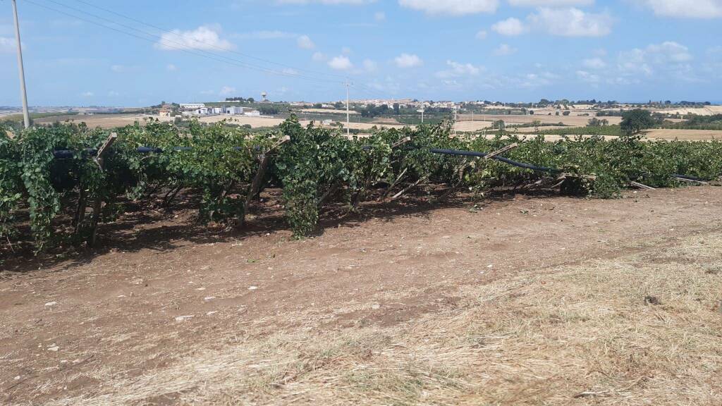 vigneti abbattuti maltempo portocannone san martino