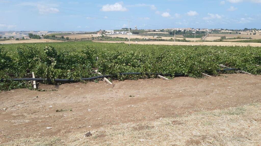 vigneti abbattuti maltempo portocannone san martino