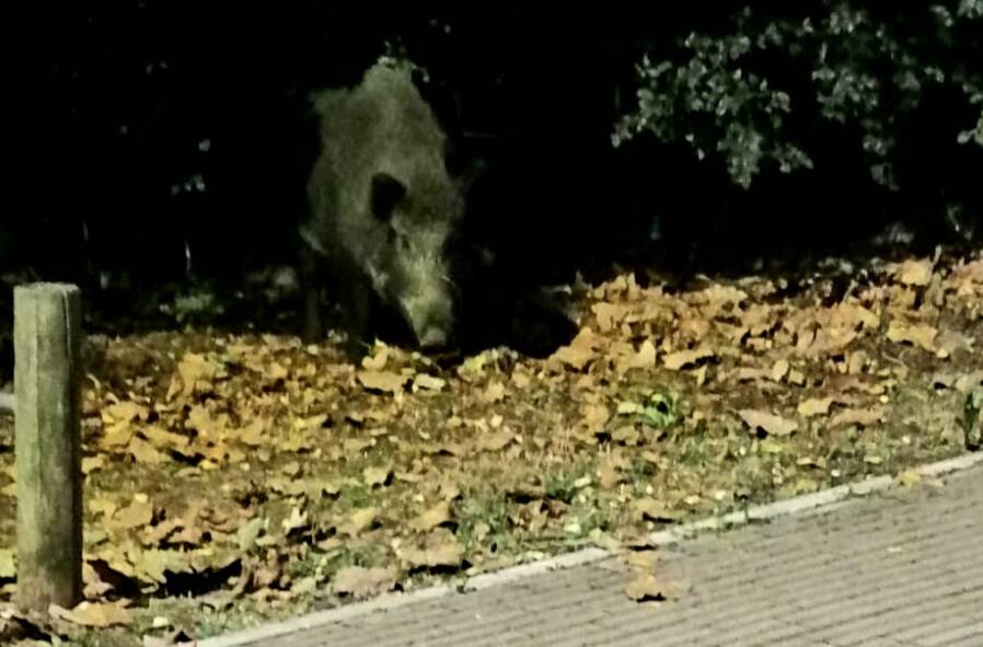 Cinghiale Ferrazzano 