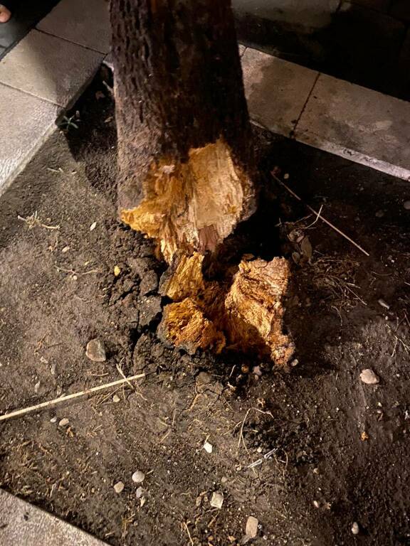 albero caduto piazza monumento