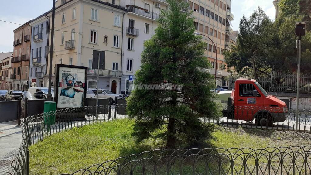 Sequoia piazza Cesare Battisti Campobasso