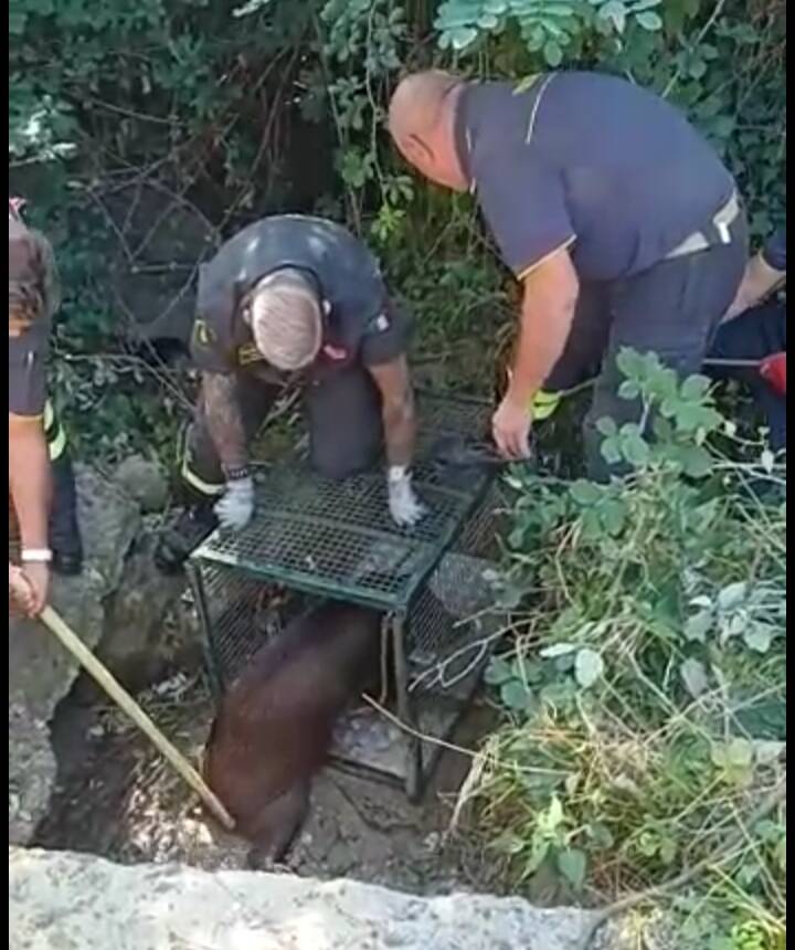 Cinghiale salvato a Campobasso 