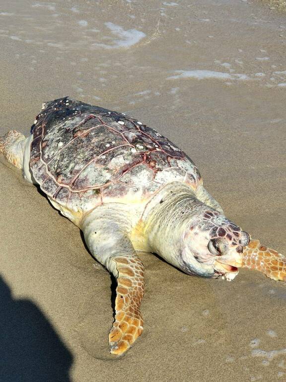 tartaruga spiaggiata campomarino