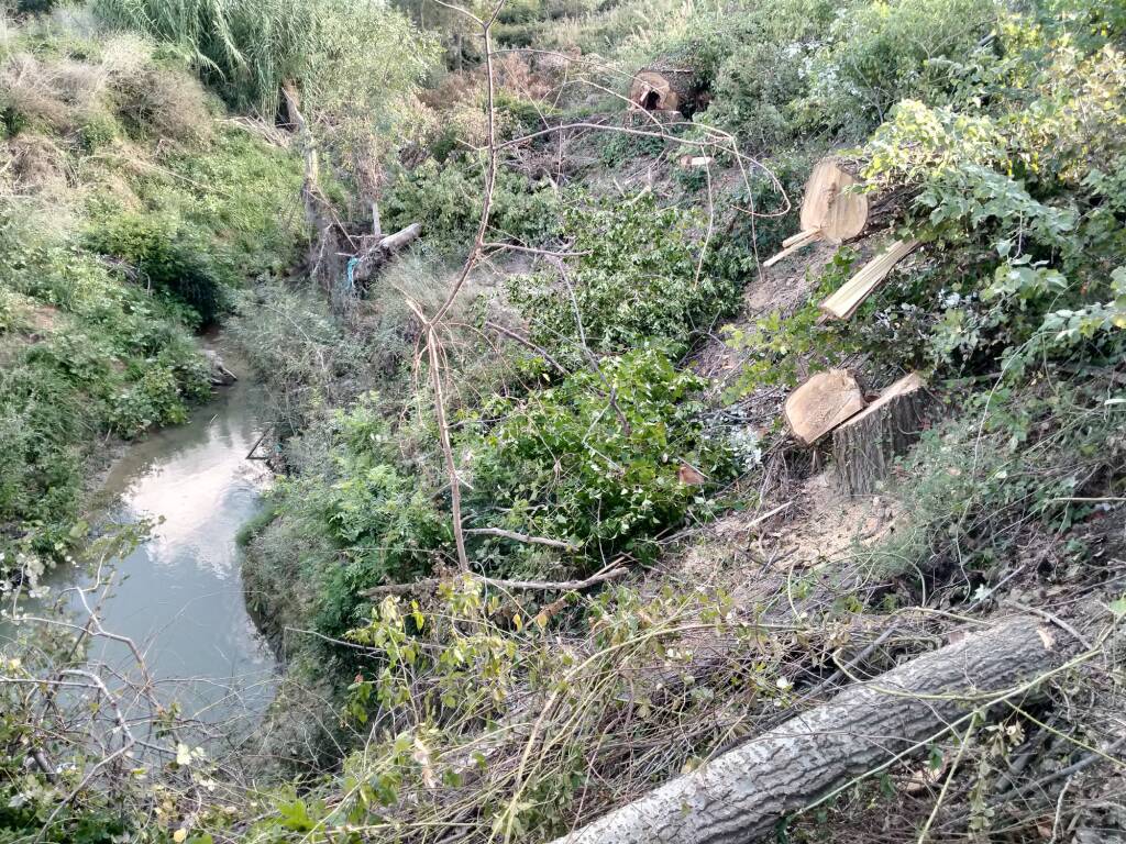 Scempio sinarca alberi tagliati 