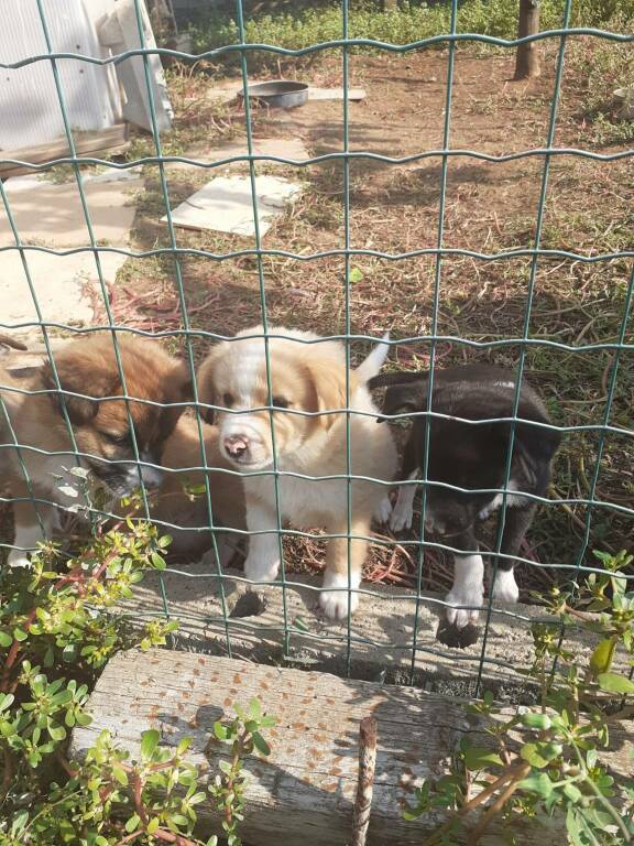 cagnolini