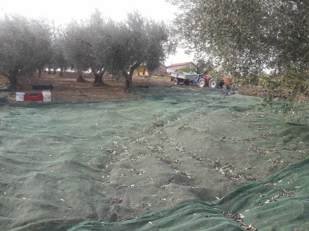 olive uliveto raccolta agricoltura