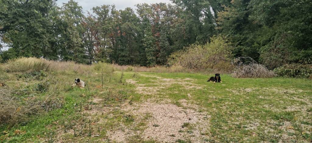 Zampe nel cuore cani cimitero 