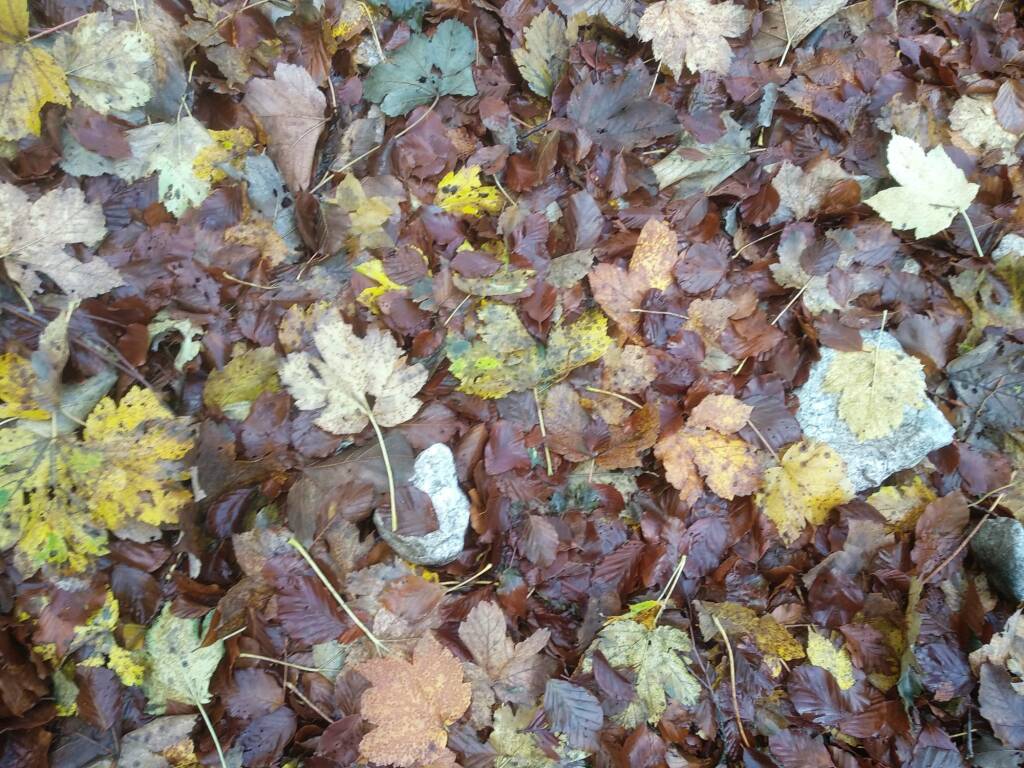 Foliage parco nazionale abruzzo Molise 