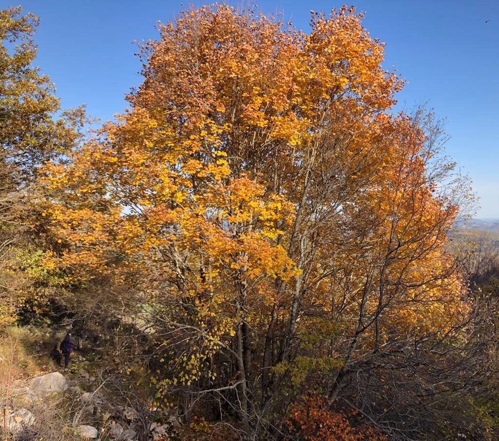 Foliage parco nazionale abruzzo Molise 