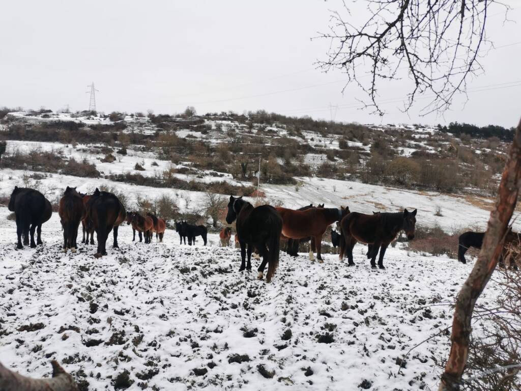 Cavalli Pantano della Zittola Montenero Val Cocchiara