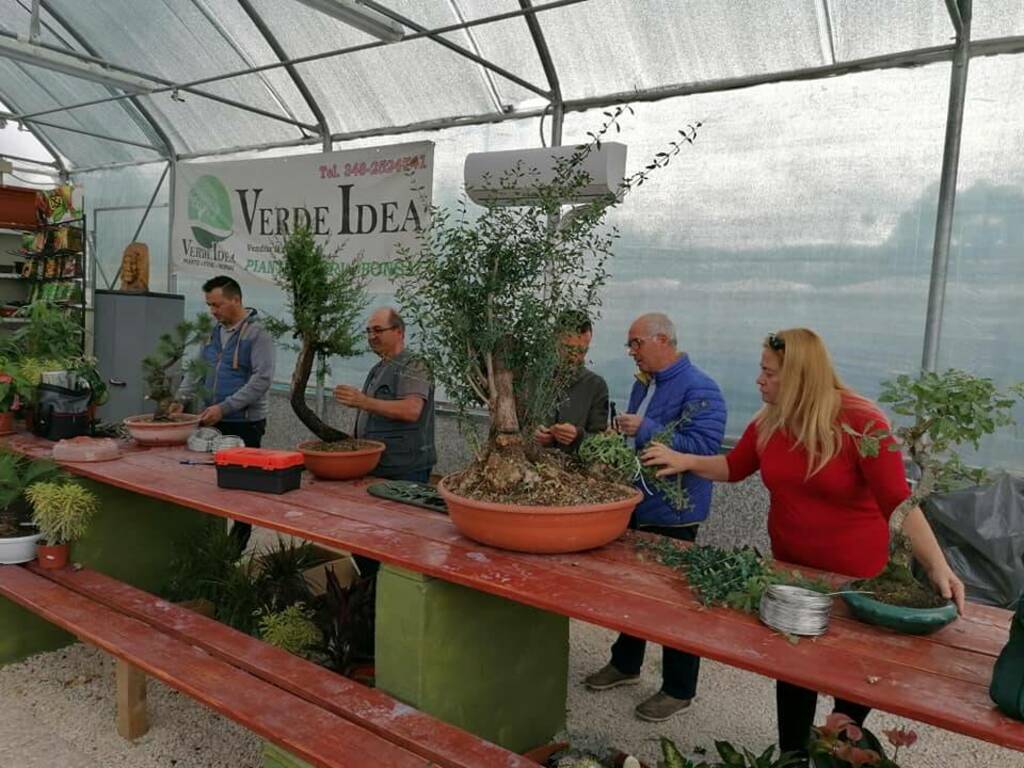 Il filo c'è ma non si vede, ma è - Bonsai Club Messina