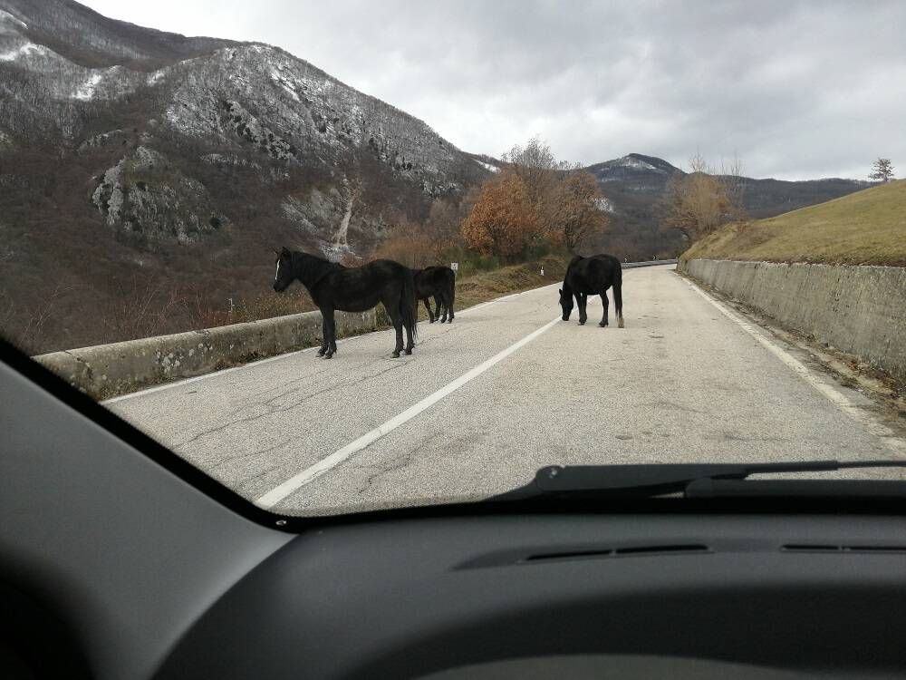 cavalli per strada Pantano della Zittola Montenero Val Cocchiara