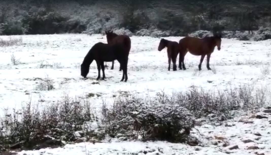 cavallo pentro