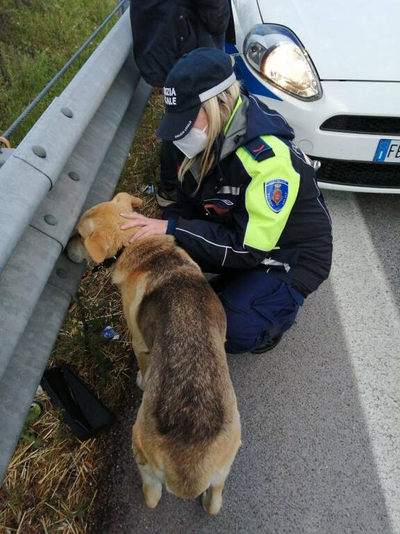 cane abbandonato, tangenziale est