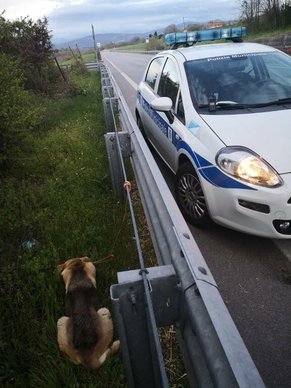 cane abbandonato, tangenziale est