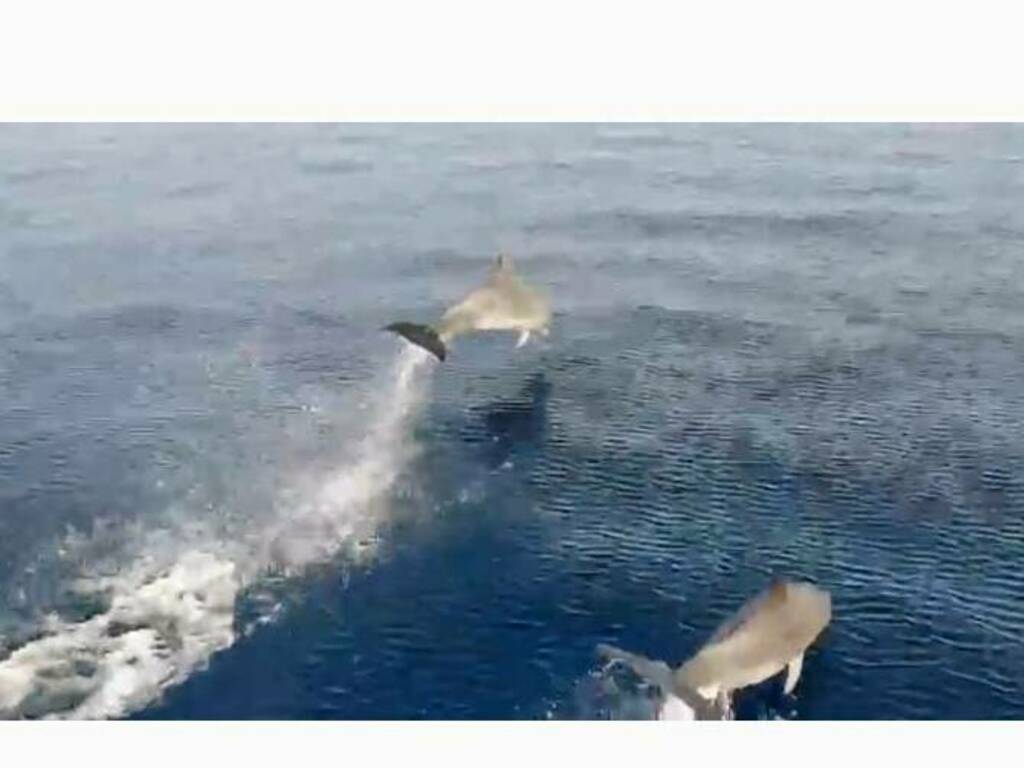 Delfini termoli 