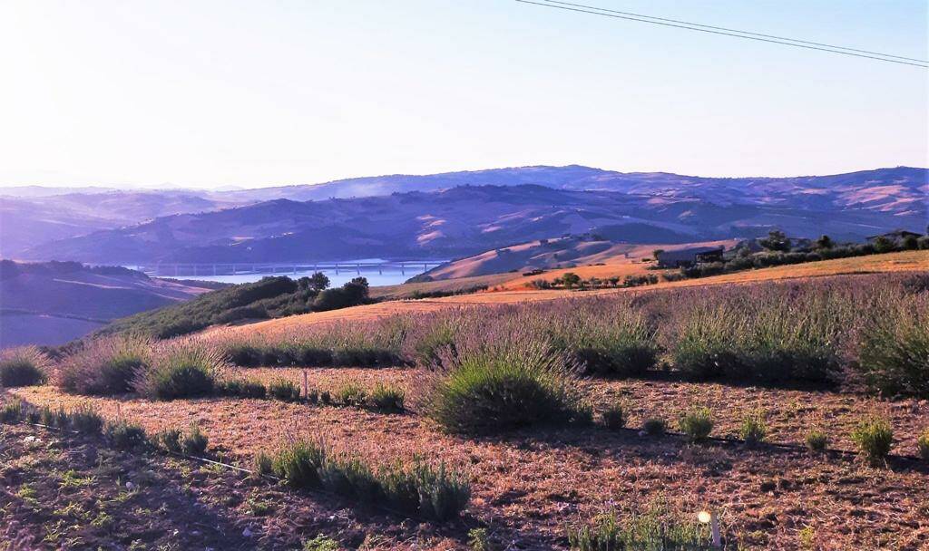 Laboratorio di acquerello nel campo di lavanda