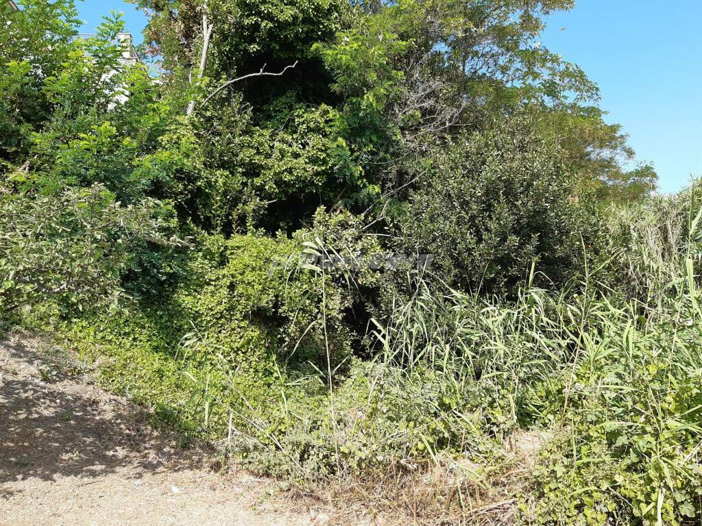 Stazione petacciato giungla vegetazione 