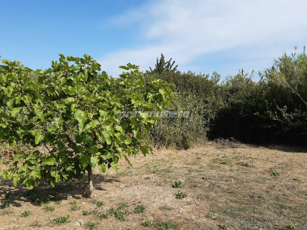 Stazione petacciato giungla vegetazione 