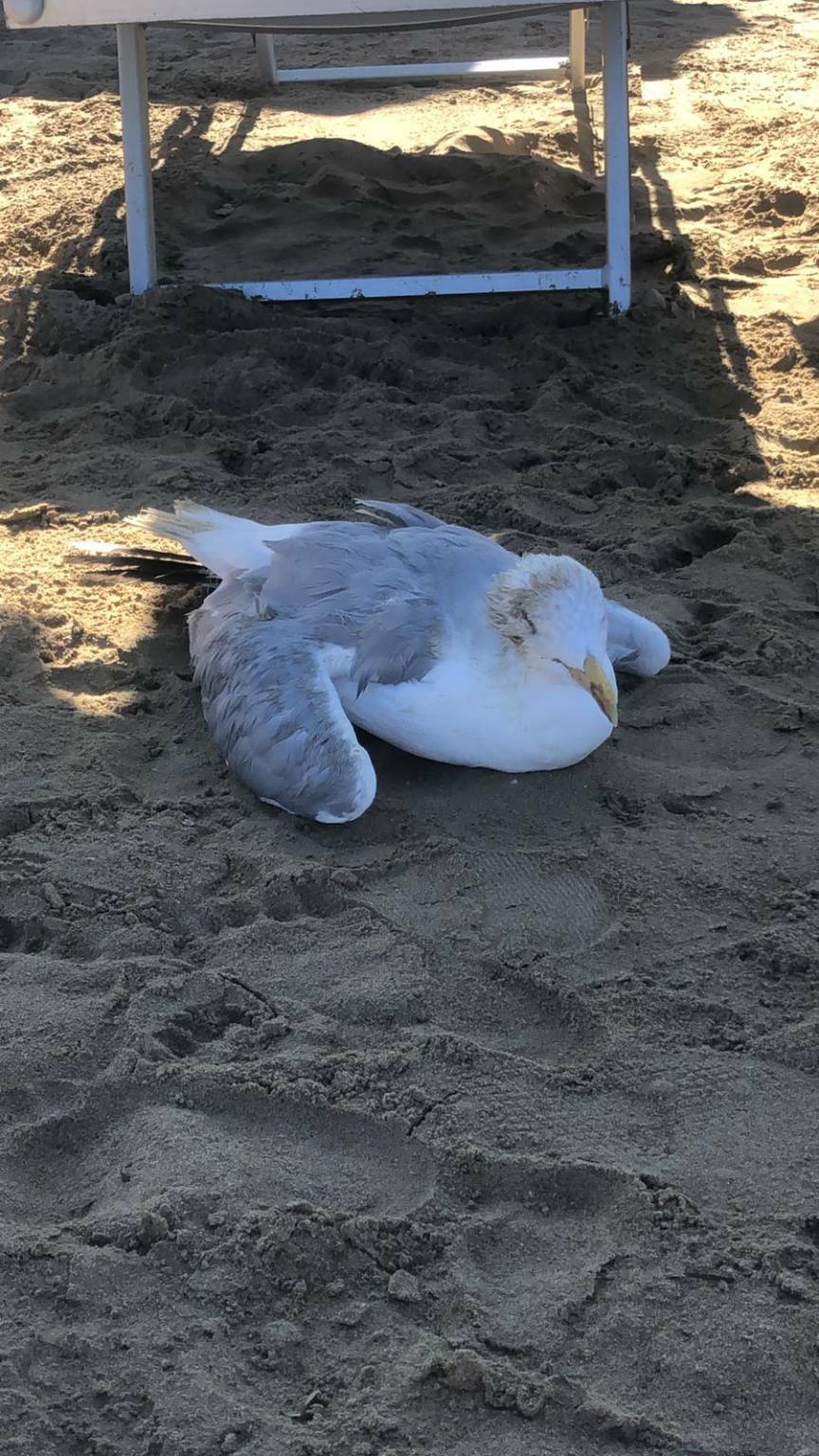 gabbiano in difficoltà spiaggia rio vivo