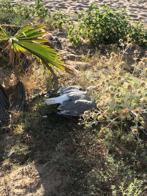 gabbiano in difficoltà spiaggia rio vivo