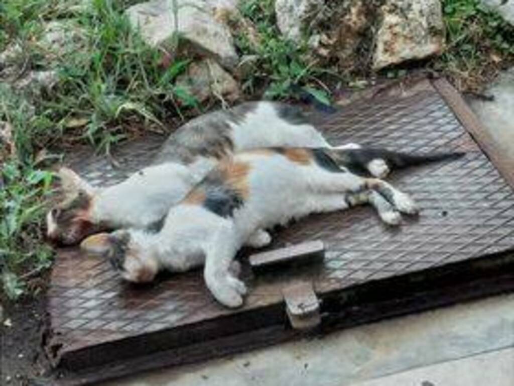 gatti morti avvelenati piazza sant antonio