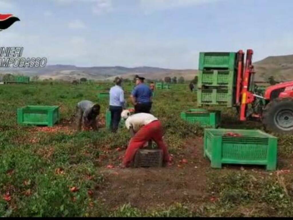 caporalato controlli lavori campi pomodori