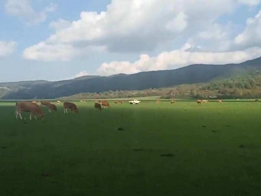 auto tra le mucche a Pantano della Zittola