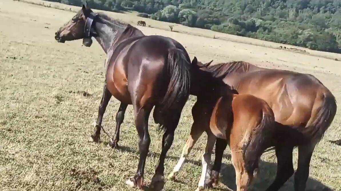 cavalli con le pastoie