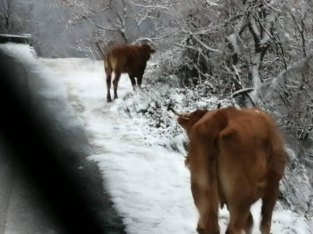 mucche nella neve autunno 2022 montenero val cocchiara