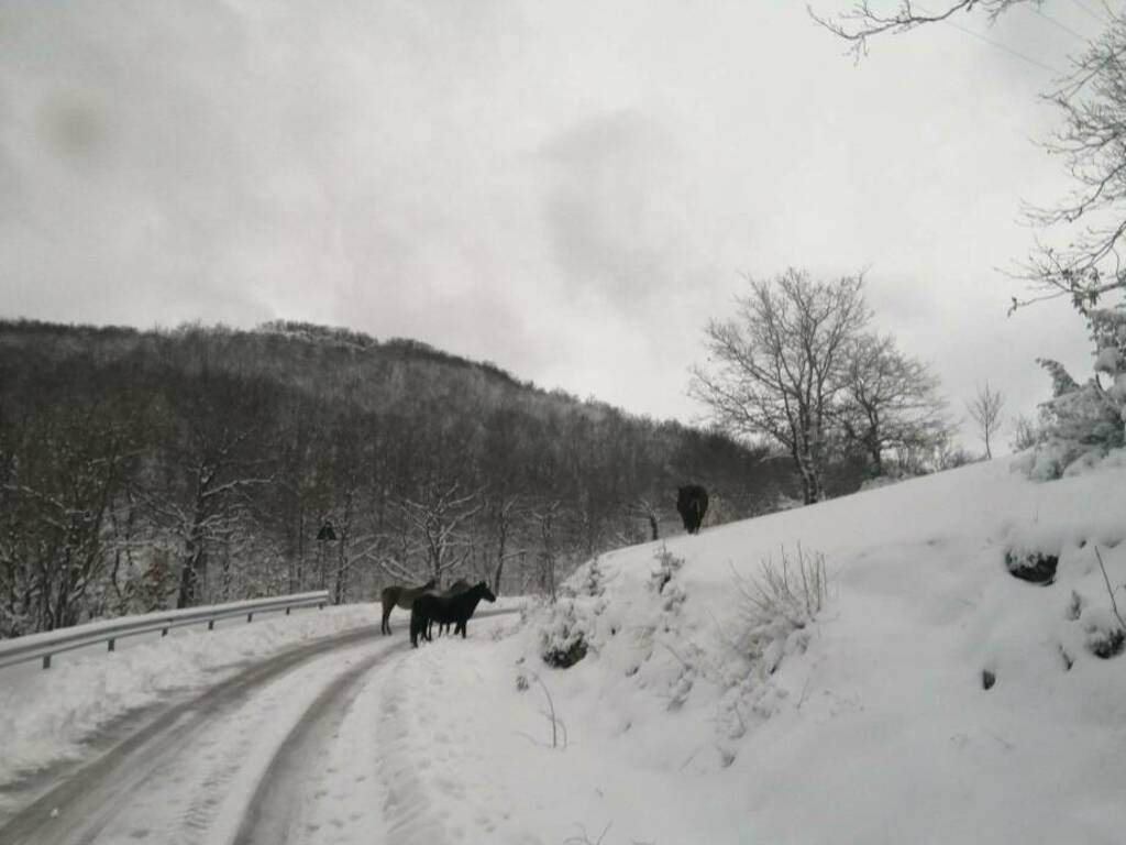 cavalli nella neve sulla provinciale 