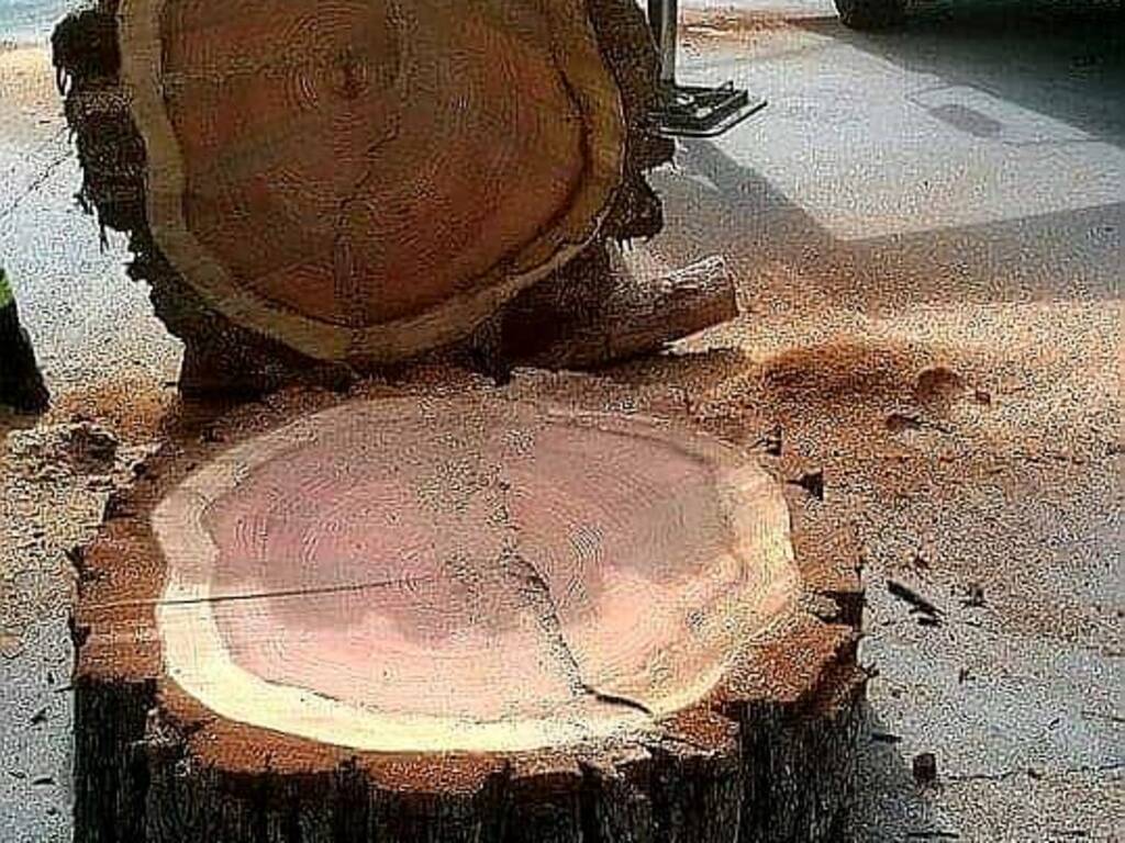 tronco albero 