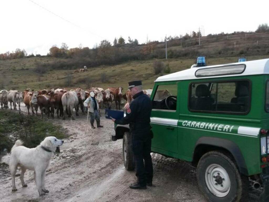 carabinieri forestali gregge