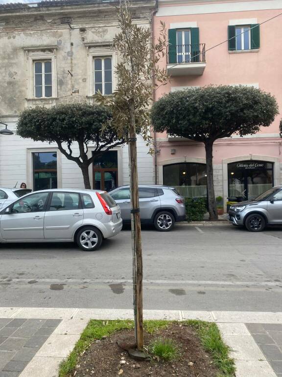 alberi secchi corso umberto piazza monumento immondizia