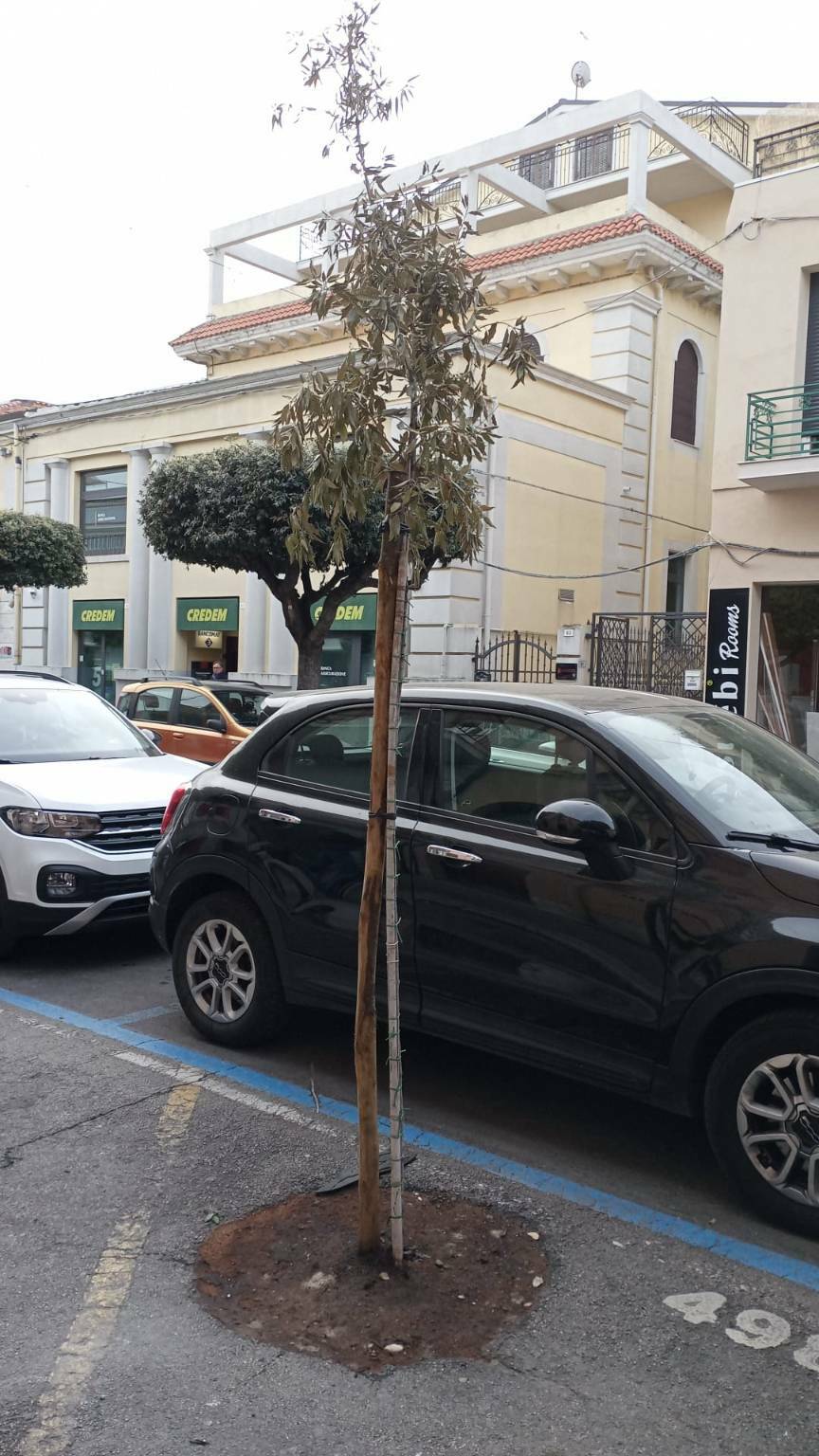 alberi secchi corso umberto piazza monumento immondizia